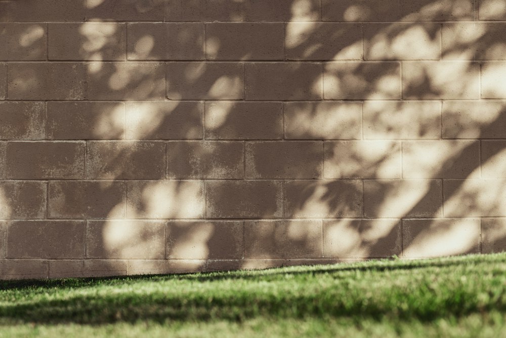 Muro de hormigón pintado con sombra de árboles